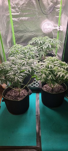 Growreport Bild 1