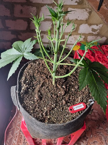Growreport Bild 5