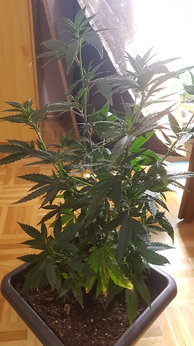 Growreport Bild 5