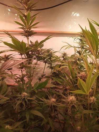 Growreport Bild 33