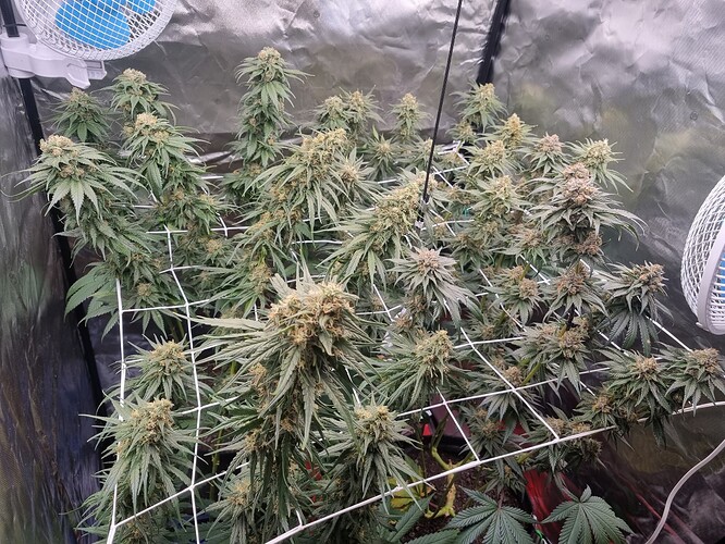 Growreport Bild 27