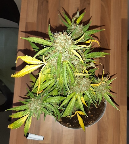 Growreport Bild 2