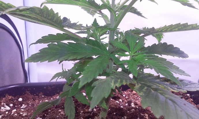 Growreport Bild 7