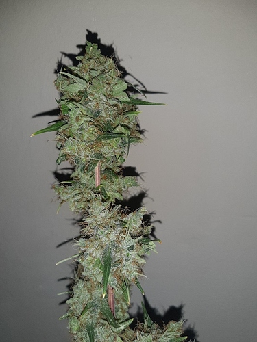 Growreport Bild 5