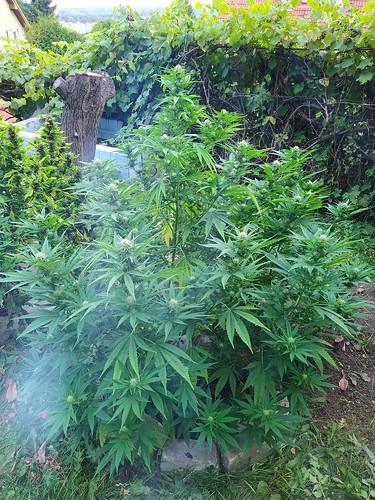 Growreport Bild 10