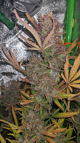 Growreport Bild 4