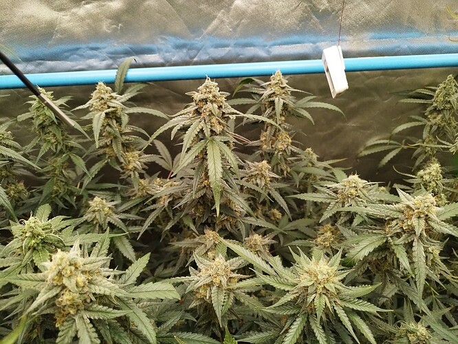Growreport Bild 8