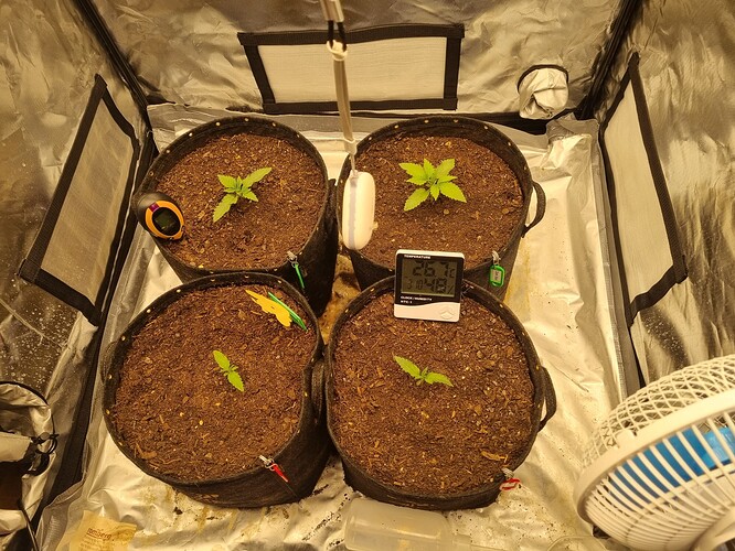 Growreport Bild 32
