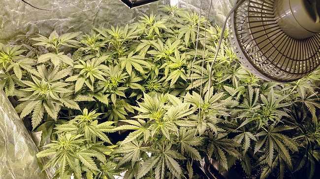 Growreport Bild 12