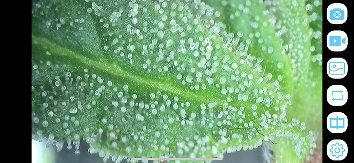 Growreport Bild 8