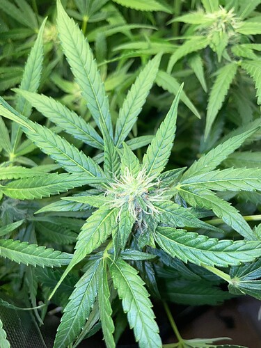 Growreport Bild 3