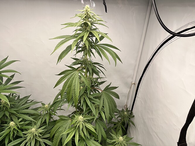 Growreport Bild 3