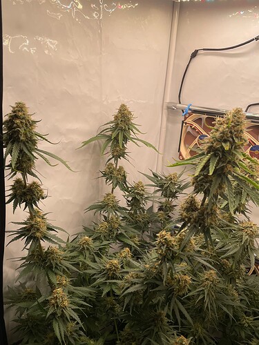 Growreport Bild 3