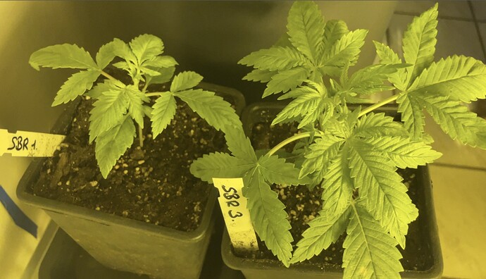 Growreport Bild 23