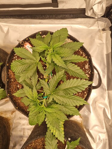 Growreport Bild 64