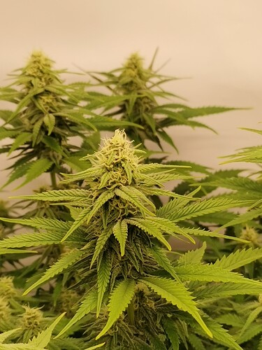 Growreport Bild 13