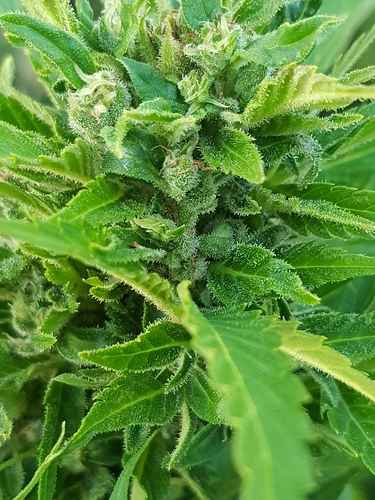 Growreport Bild 2