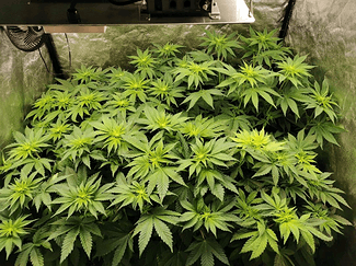 Growreport Bild 23
