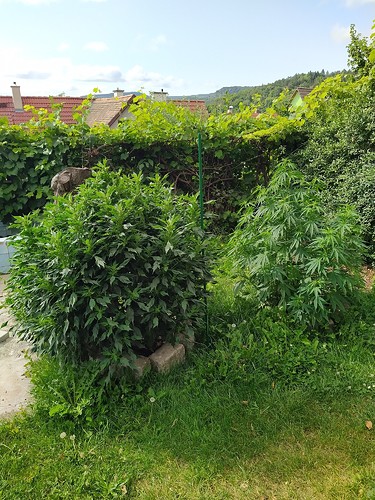 Growreport Bild 1