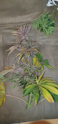 Growreport Bild 34
