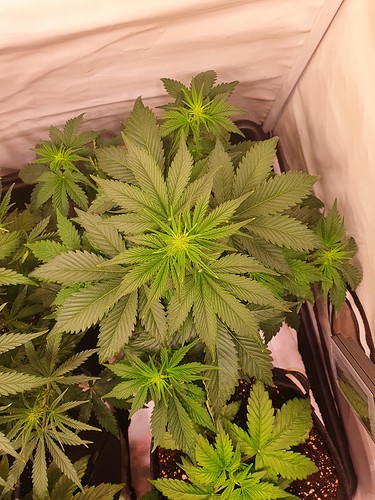 Growreport Bild 11