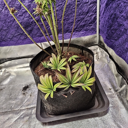 Growreport Bild 29