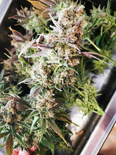 Growreport Bild 6