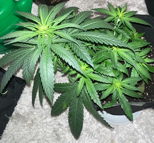 Growreport Bild 27