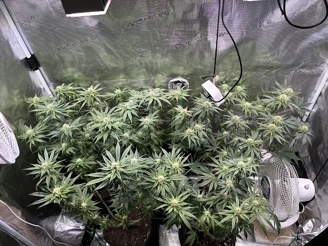 Growreport Bild 4