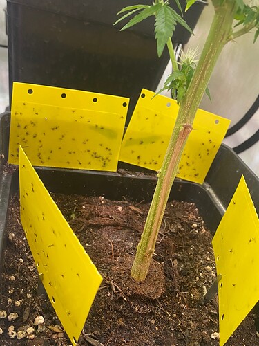 Growreport Bild 3