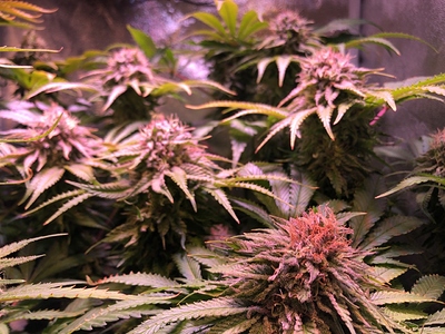 Growreport Bild 4