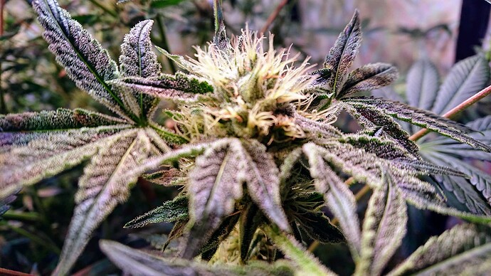 Growreport Bild 9