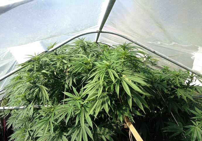 Growreport Bild 10