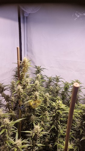 Growreport Bild 3
