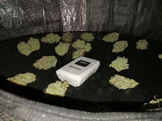Growreport Bild 46
