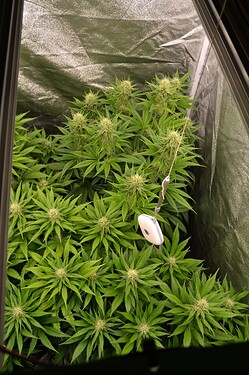 Growreport Bild 3