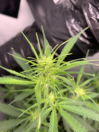 Growreport Bild 5