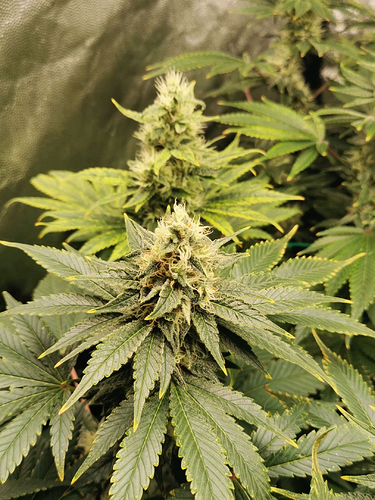 Growreport Bild 14