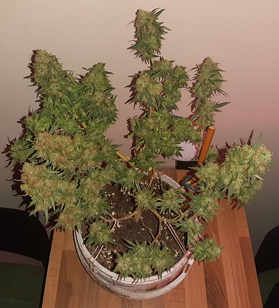 Growreport Bild 11