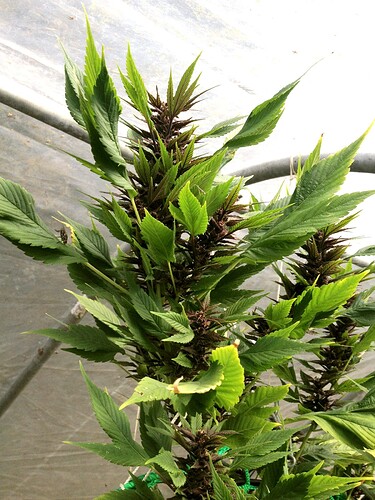 Growreport Bild 8