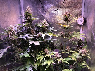 Growreport Bild 39