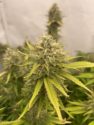 Growreport Bild 4