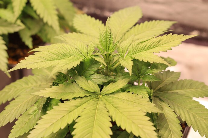 Growreport Bild 2
