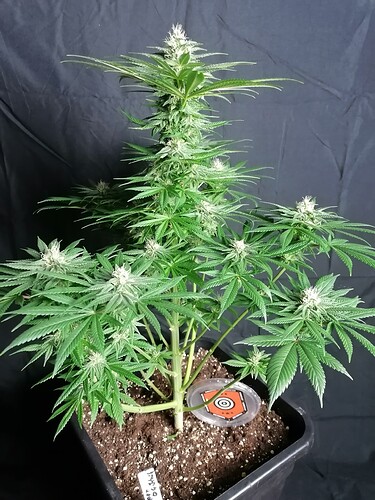 Growreport Bild 24