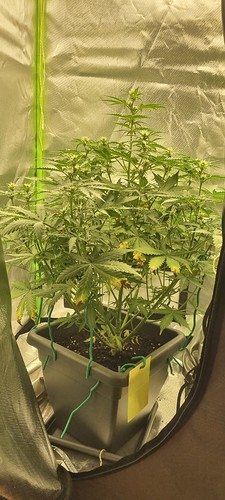 Growreport Bild 5