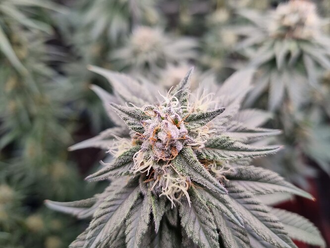 Growreport Bild 17