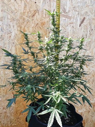 Growreport Bild 10