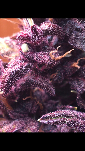 Growreport Bild 13