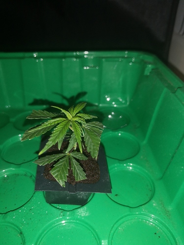 Growreport Bild 3