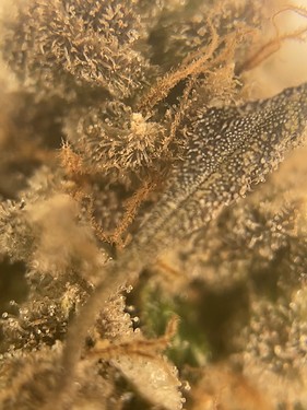 Growreport Bild 2